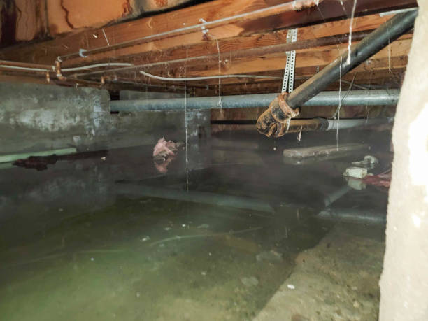 Best Professional water damage repair  in Ridge Manor, FL